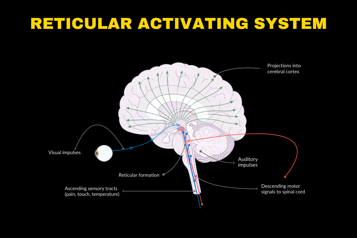 Anatomical diagram of the reticular activating system showing sensory inputs feeding into the brainstem and projections into the cerebral cortex