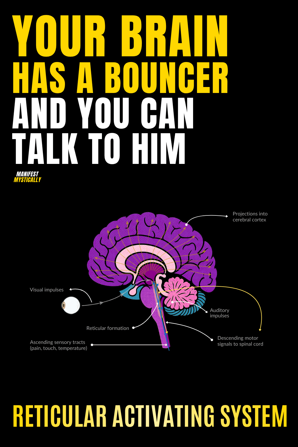 Pinterest pin explaining the reticular activating system as your brain's bouncer that filters 11 million sensory signals down to 40 conscious thoughts per second